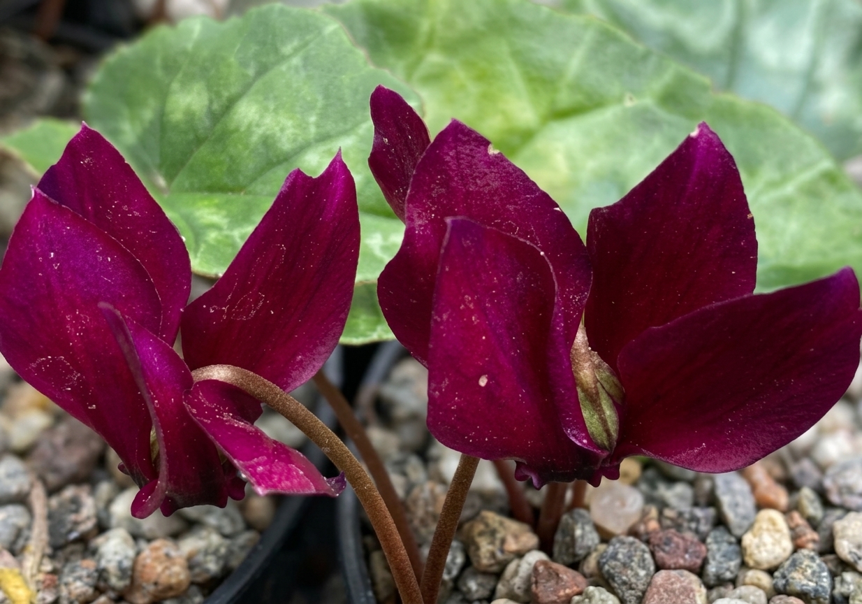 Cyclamen hederifolium 'Red Sky' (deliver Sept to October)